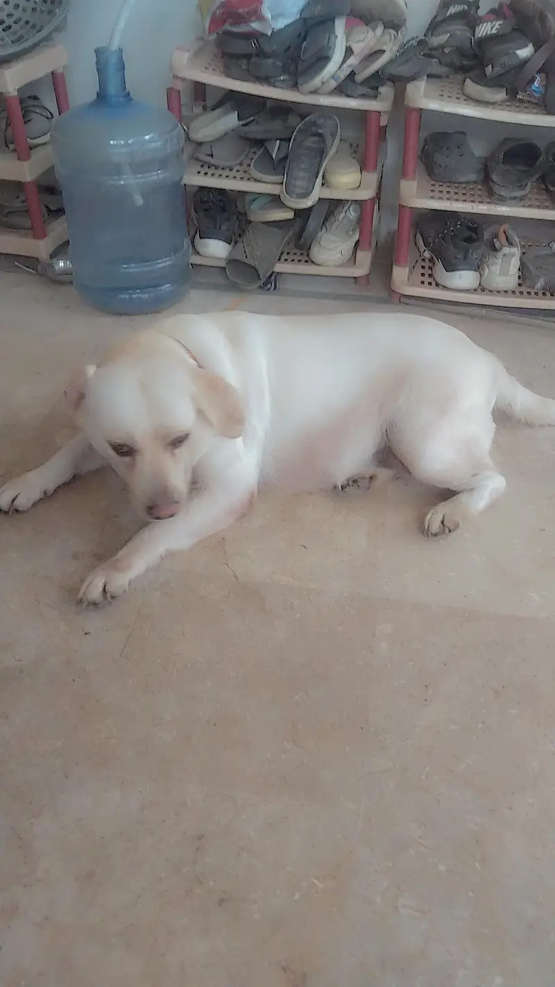 Labrador female fawn color 18 months vaccine hoi vi hai card nhi hai — photo 3