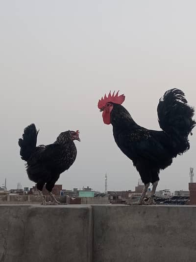 golden and black hens golden cock and cage for slae