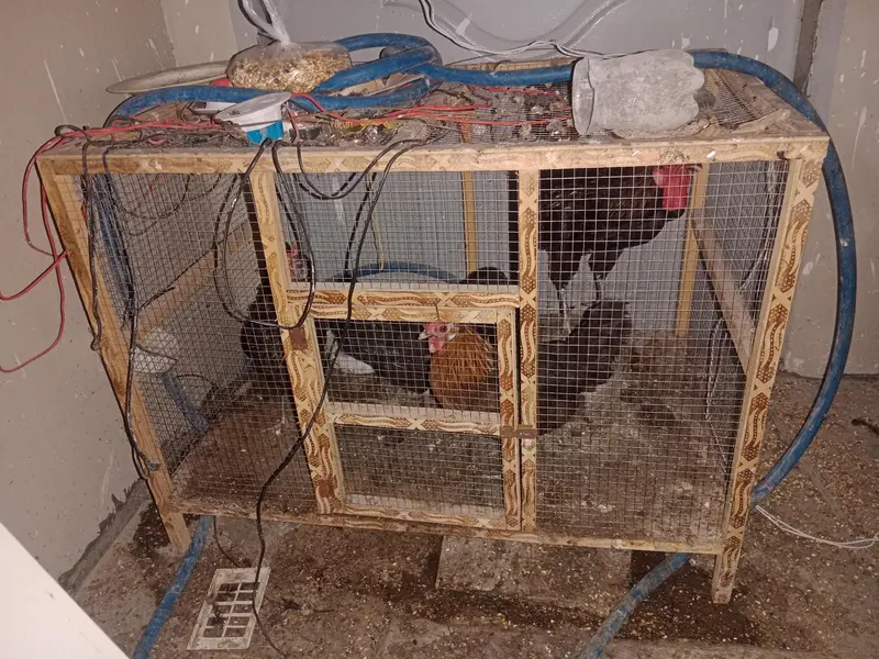 golden and black hens golden cock and cage for slae — photo 10