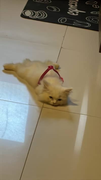 Persian kitten