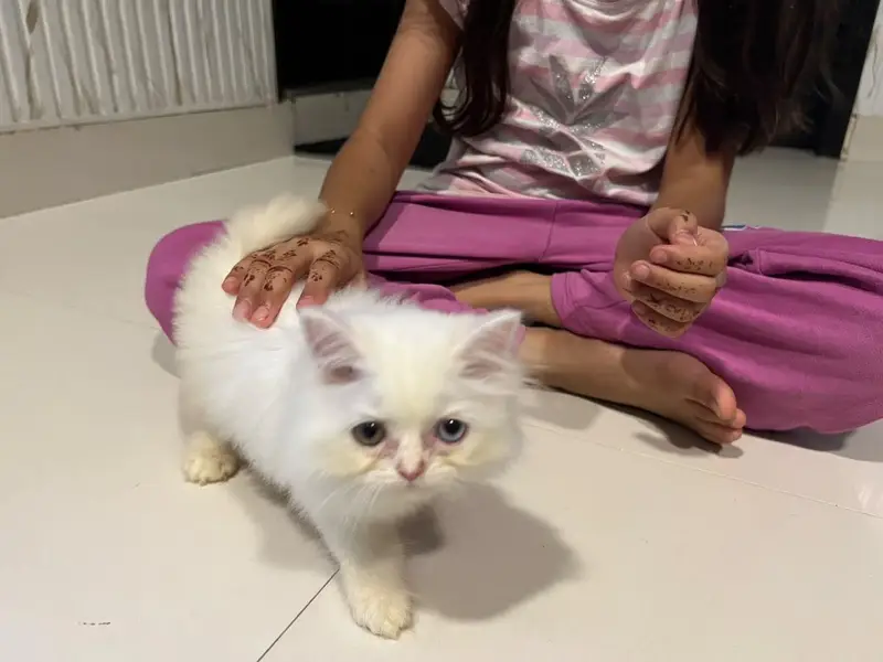 Persian kitten tripple coated — photo 2