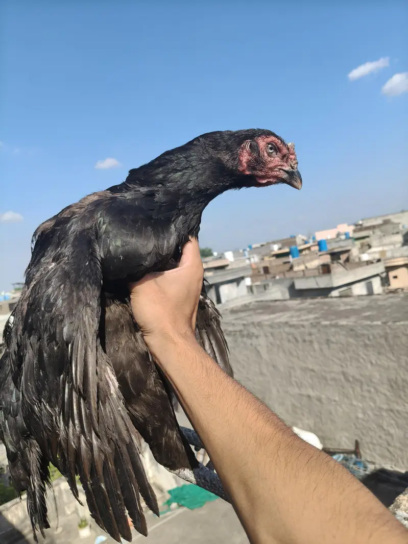 Aseel Females — photo 2