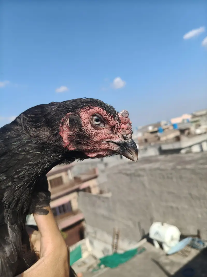 Aseel Females — photo 3
