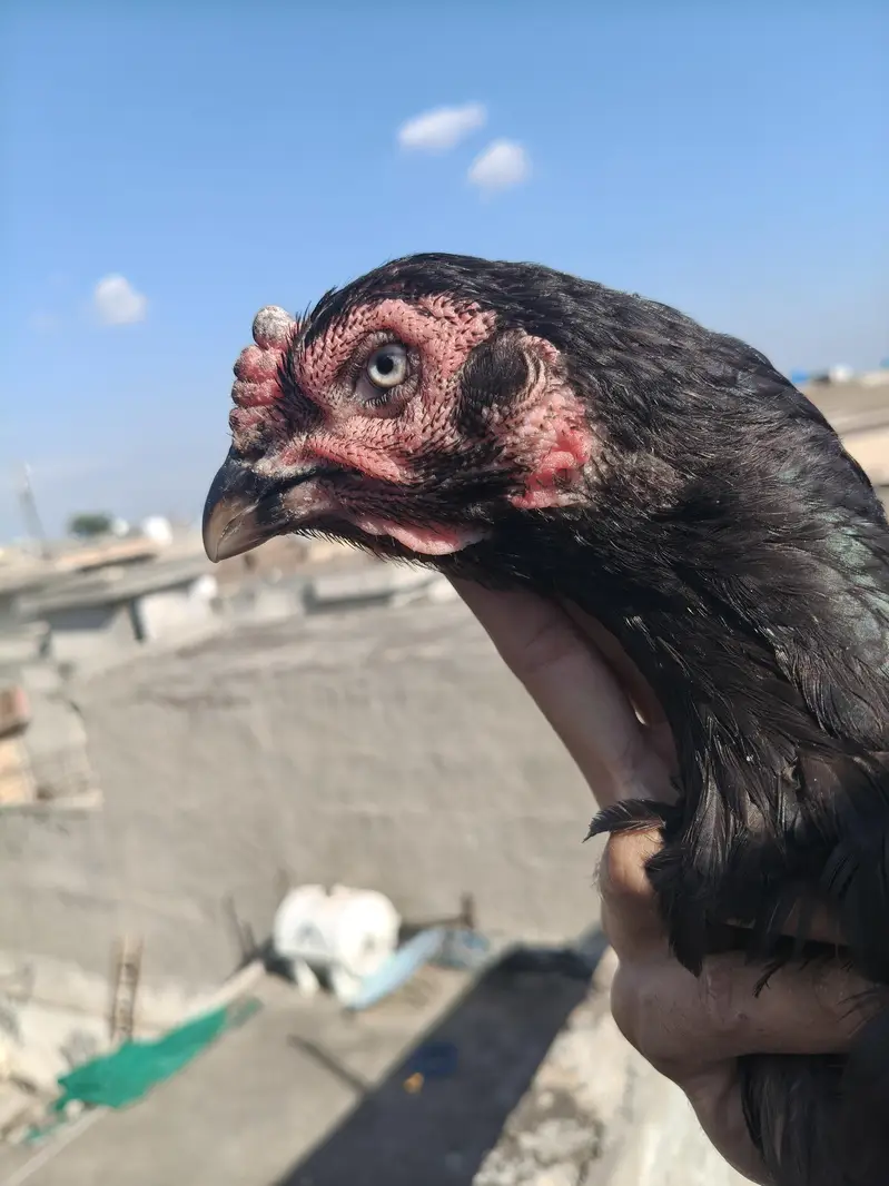 Aseel Females — photo 4