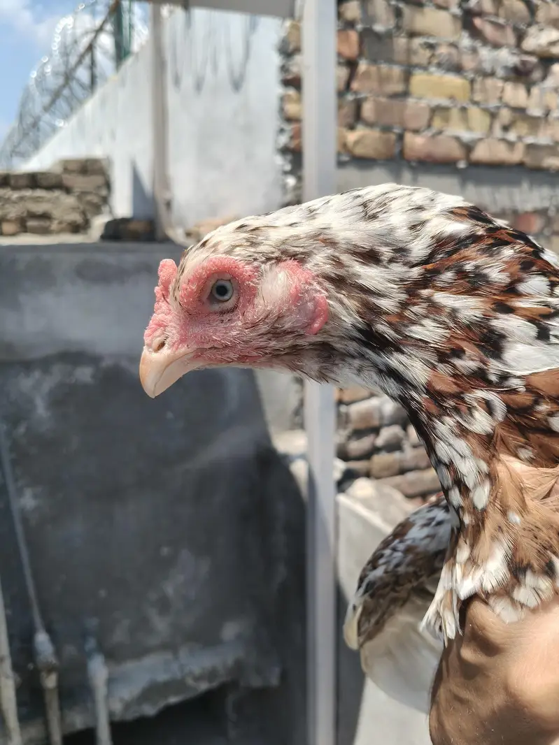 Aseel Females — photo 5