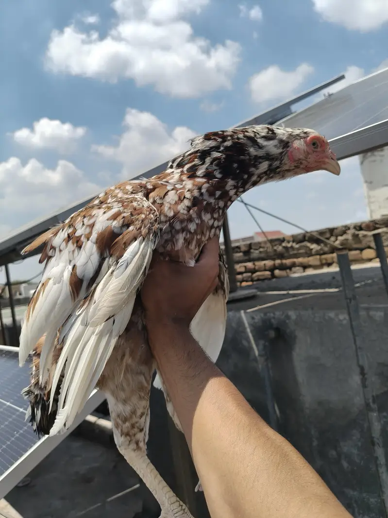 Aseel Females — photo 6
