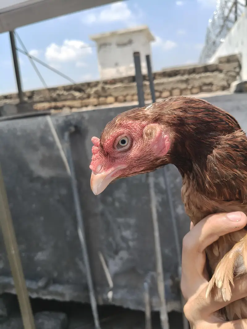 Aseel Females — photo 8