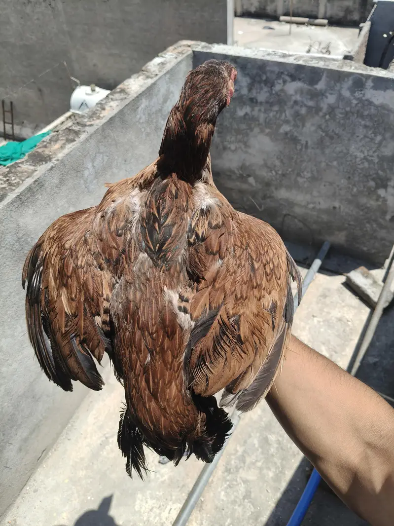 Aseel Females — photo 9