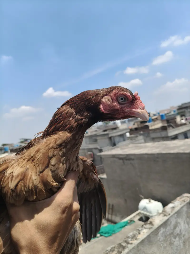 Aseel Females — photo 10