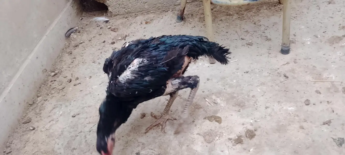 Heera Aseel setup — photo 6
