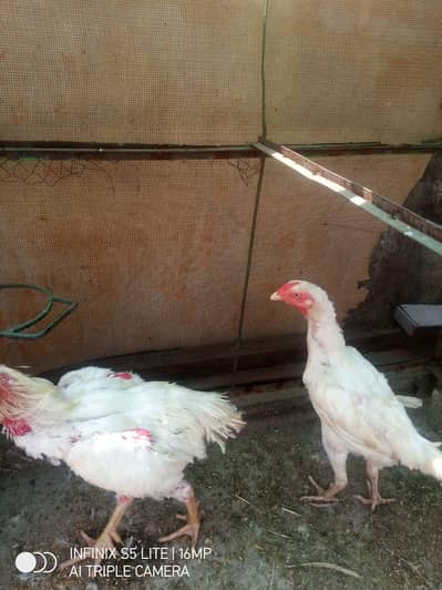 white Shamo