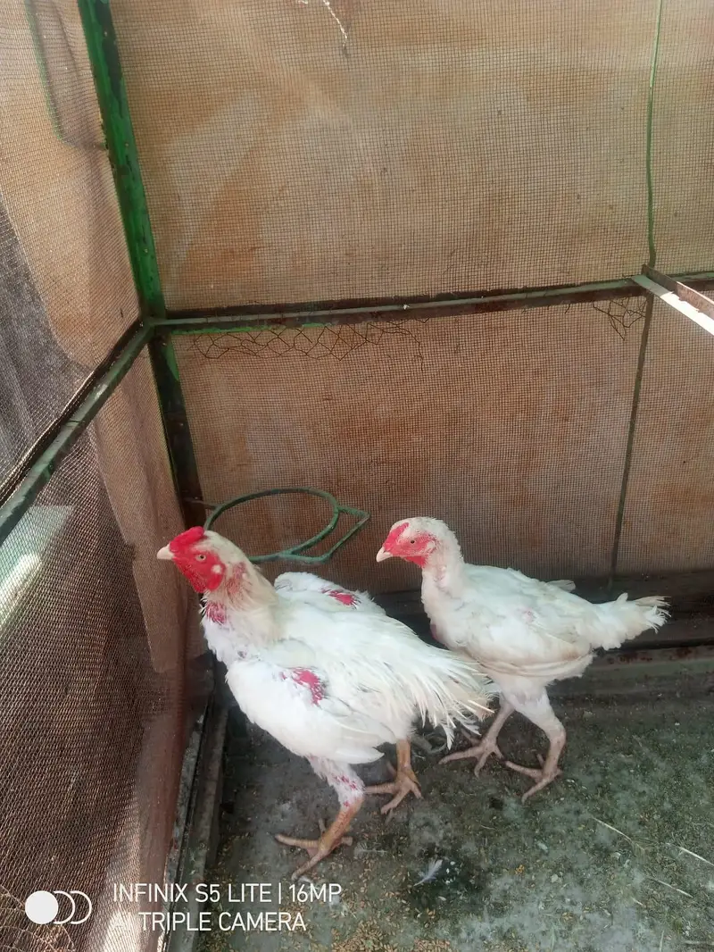 white Shamo — photo 3