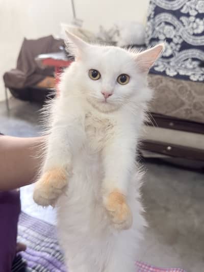 Persian cat