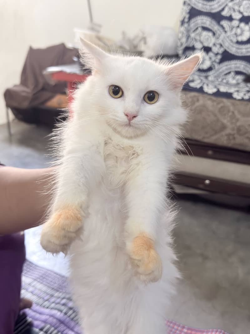 Persian cat 0