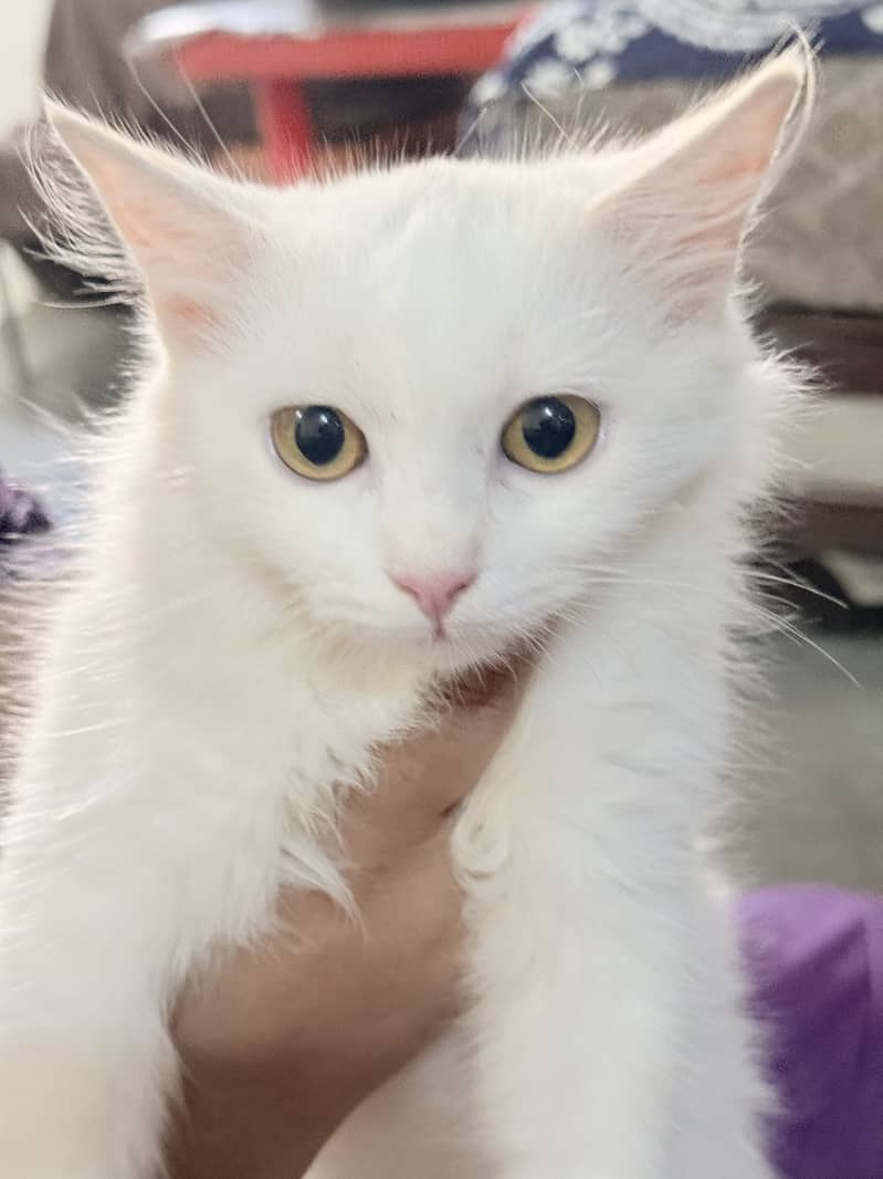 Persian cat 1