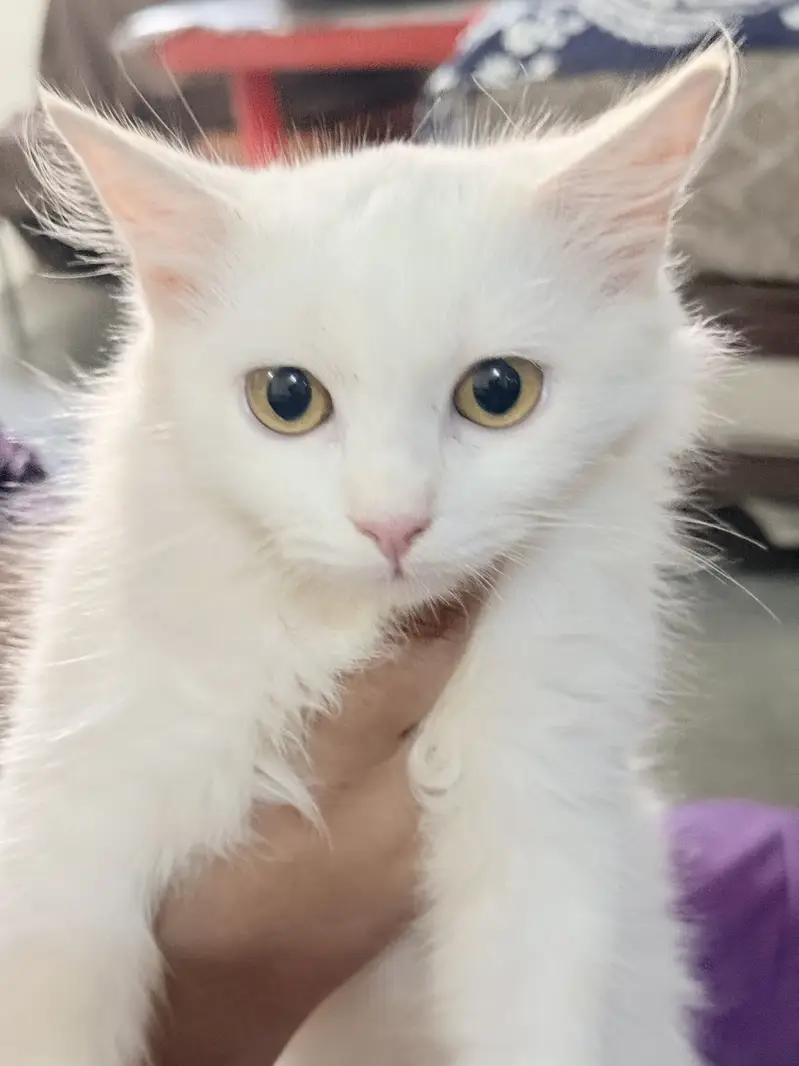 Persian cat — photo 2