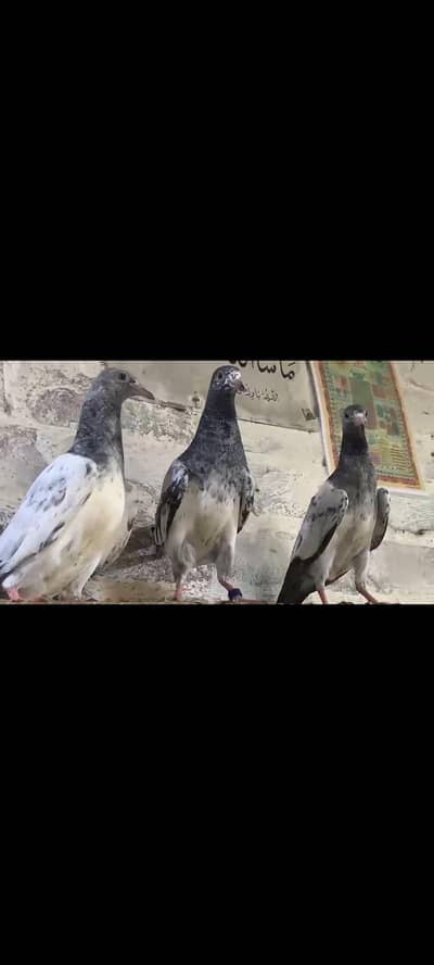 High Flyer Birds