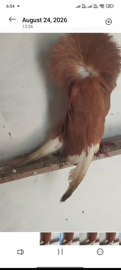 03221310911 breeder male  hy price final hy only WhatsApp reply milega