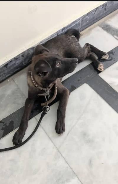 Labrador dog