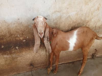Bakra for sell