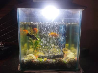 Aquarium 9X9X6 Inch