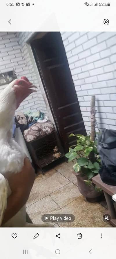 Top quality heera aseel breeder pair