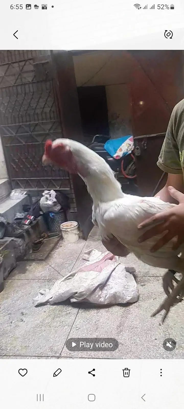 Top quality heera aseel breeder pair — photo 2