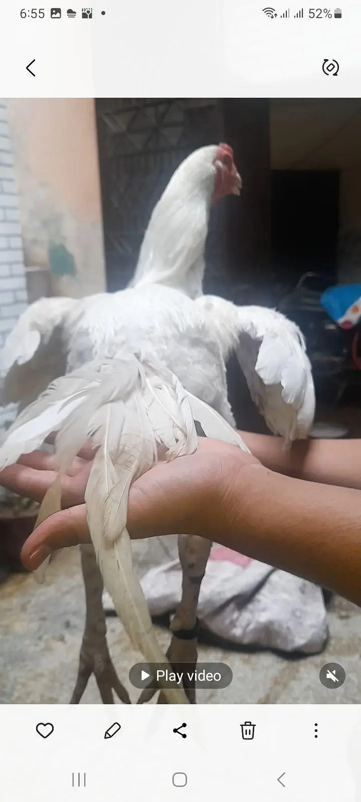 Top quality heera aseel breeder pair — photo 3