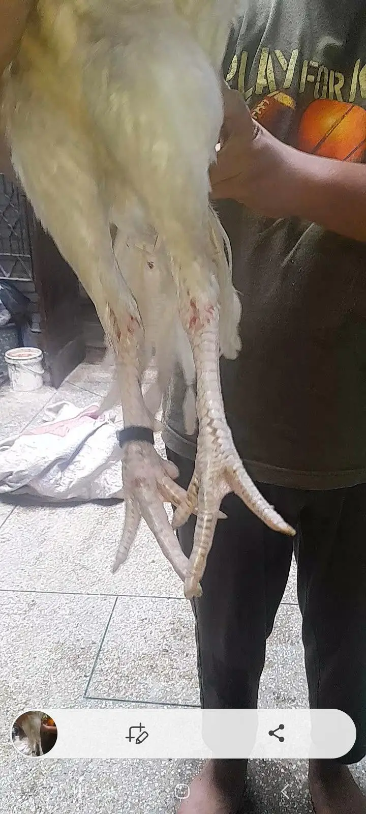 Top quality heera aseel breeder pair — photo 4
