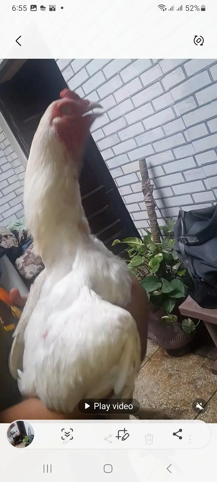 Top quality heera aseel breeder pair — photo 5