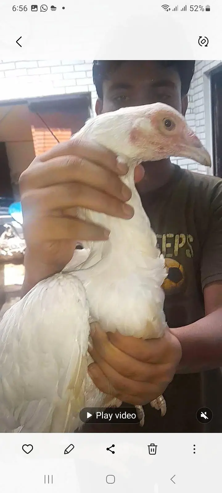 Top quality heera aseel breeder pair — photo 7