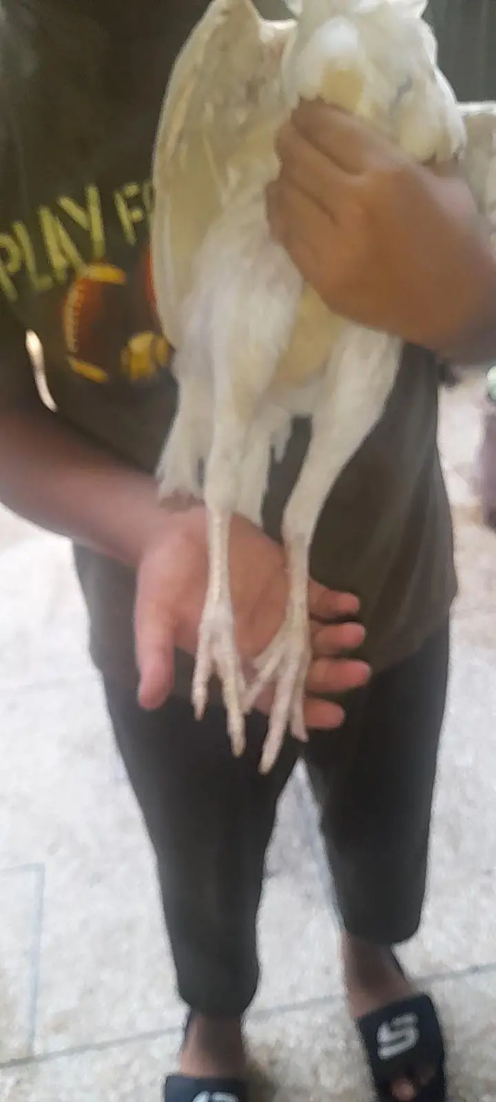 Top quality heera aseel breeder pair — photo 8