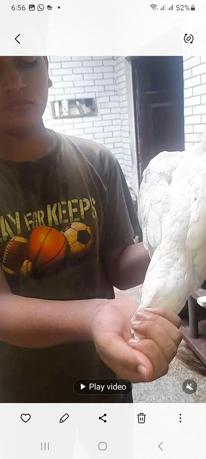 Top quality heera aseel breeder pair — photo 9