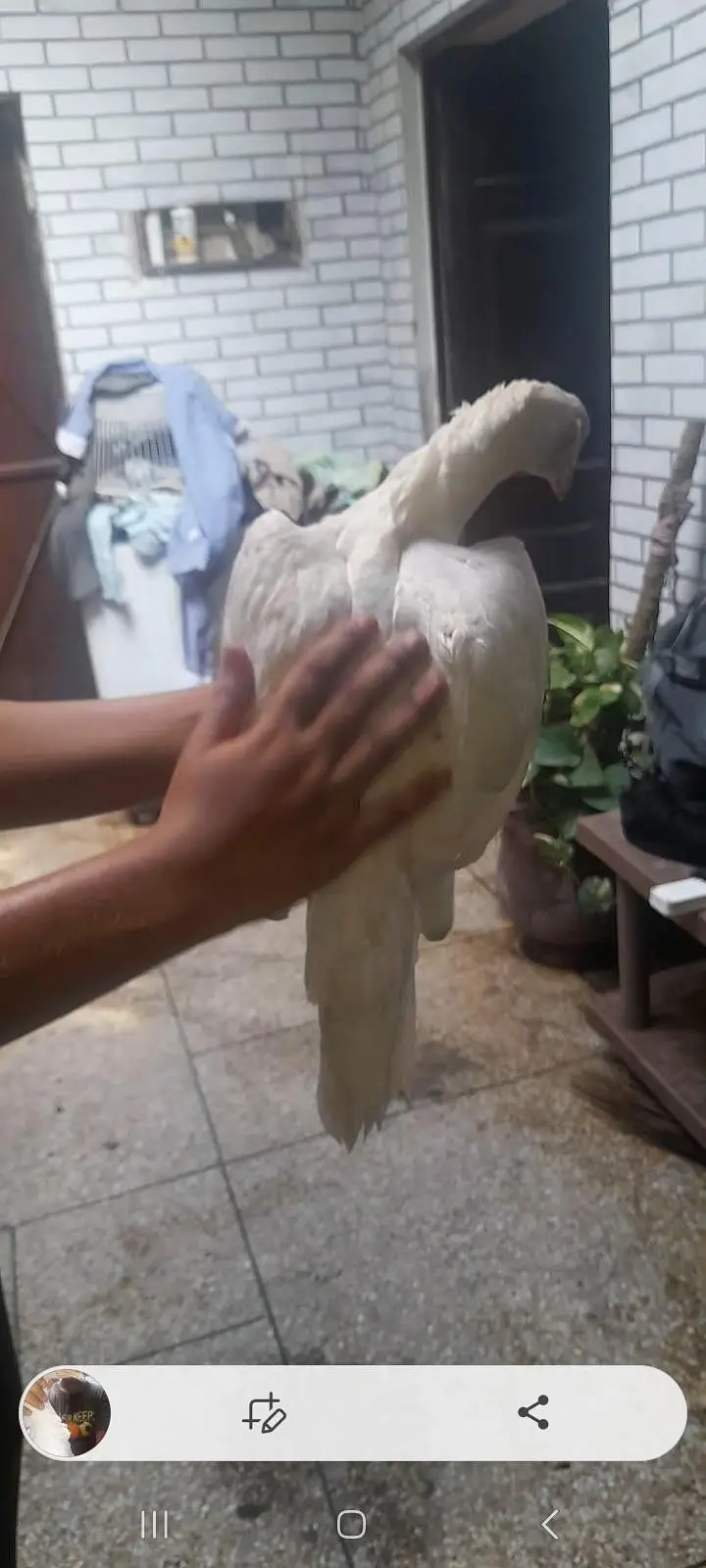 Top quality heera aseel breeder pair — photo 10