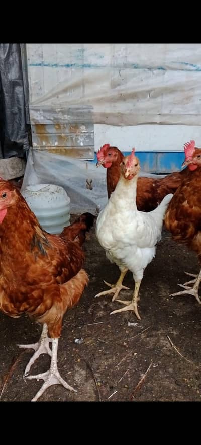 Rooster For Sale