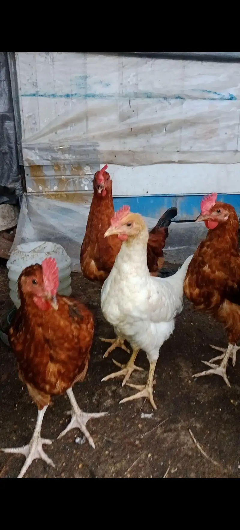 Rooster For Sale — photo 2