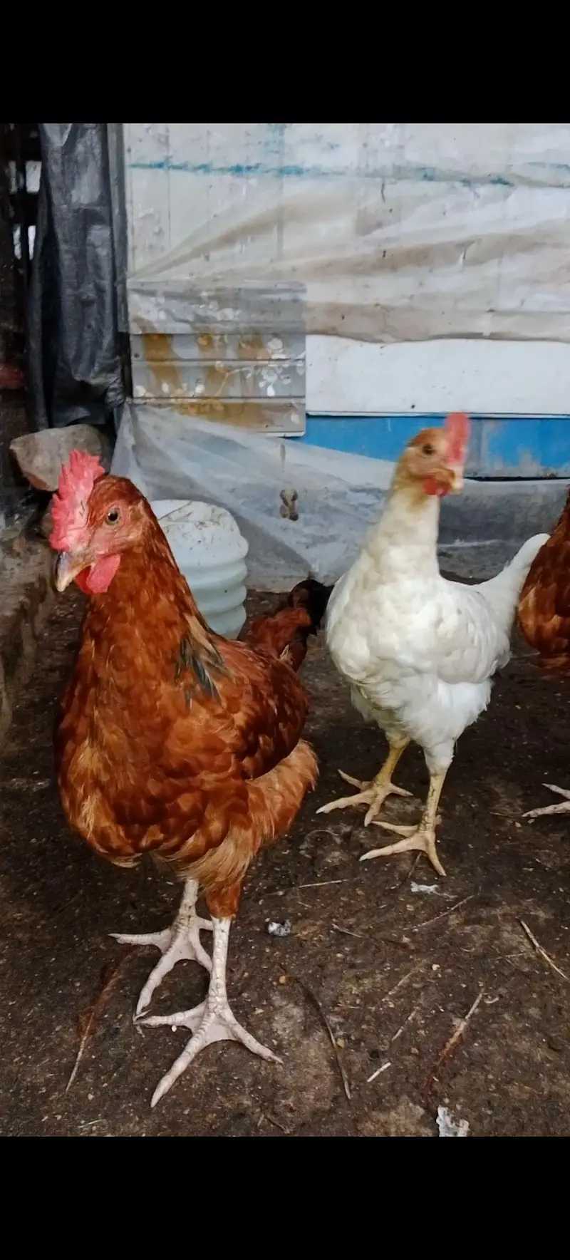 Rooster For Sale — photo 3