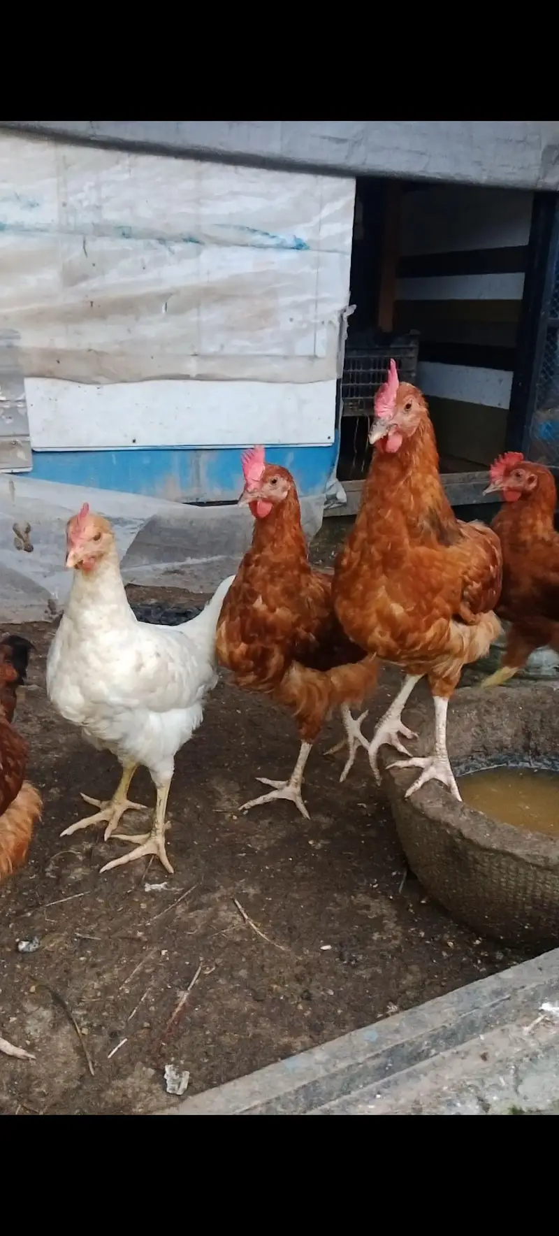 Rooster For Sale — photo 4