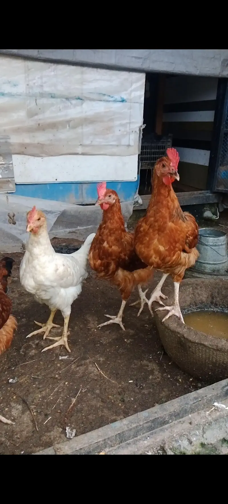 Rooster For Sale — photo 5
