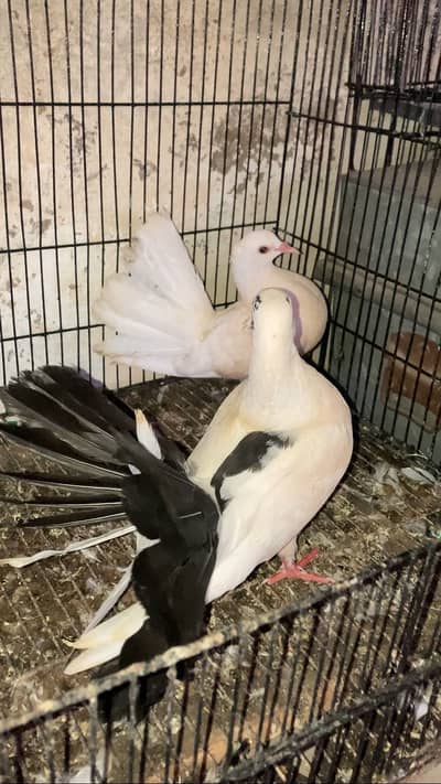BEAUTIFUL LUCKY PEIGONS PAIR