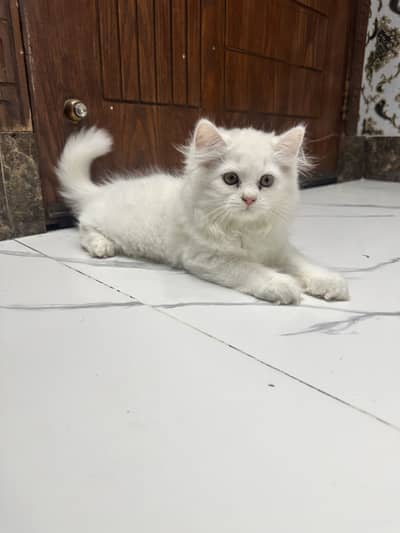 White Persian cat