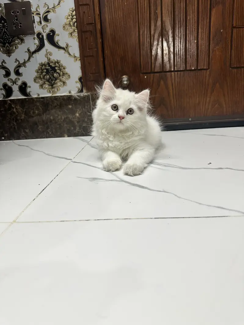White Persian cat — photo 2