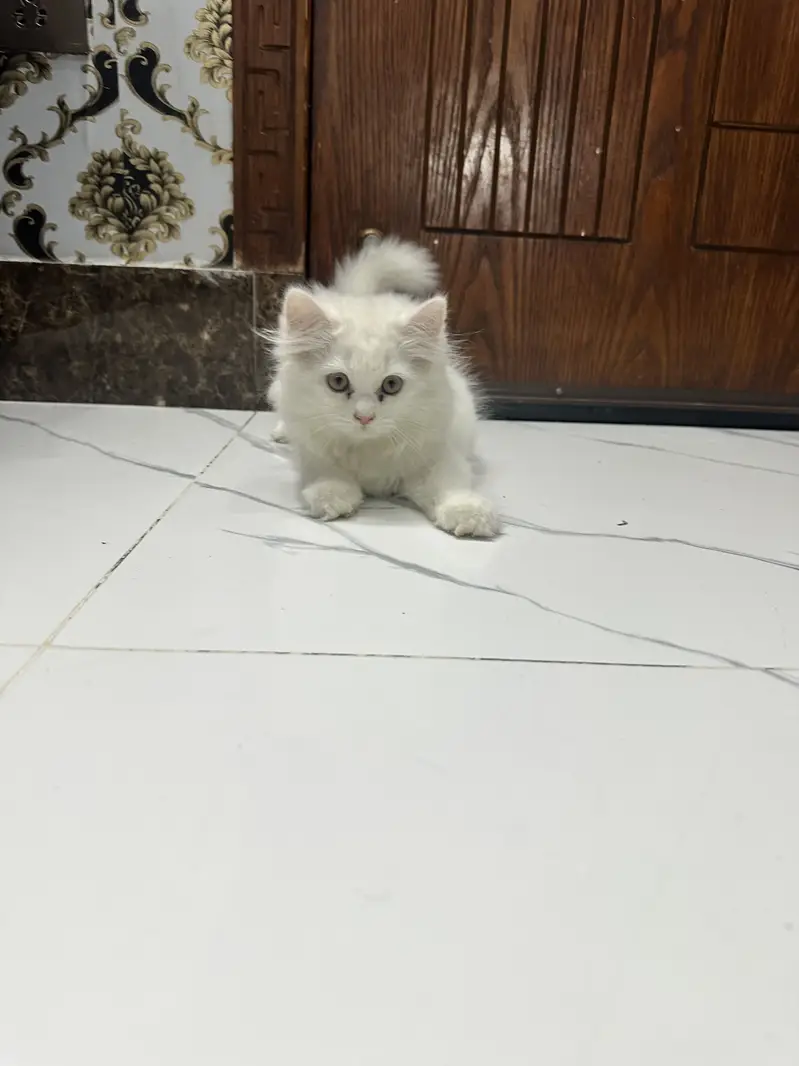 White Persian cat — photo 3