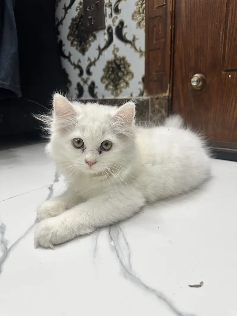 White Persian cat — photo 4