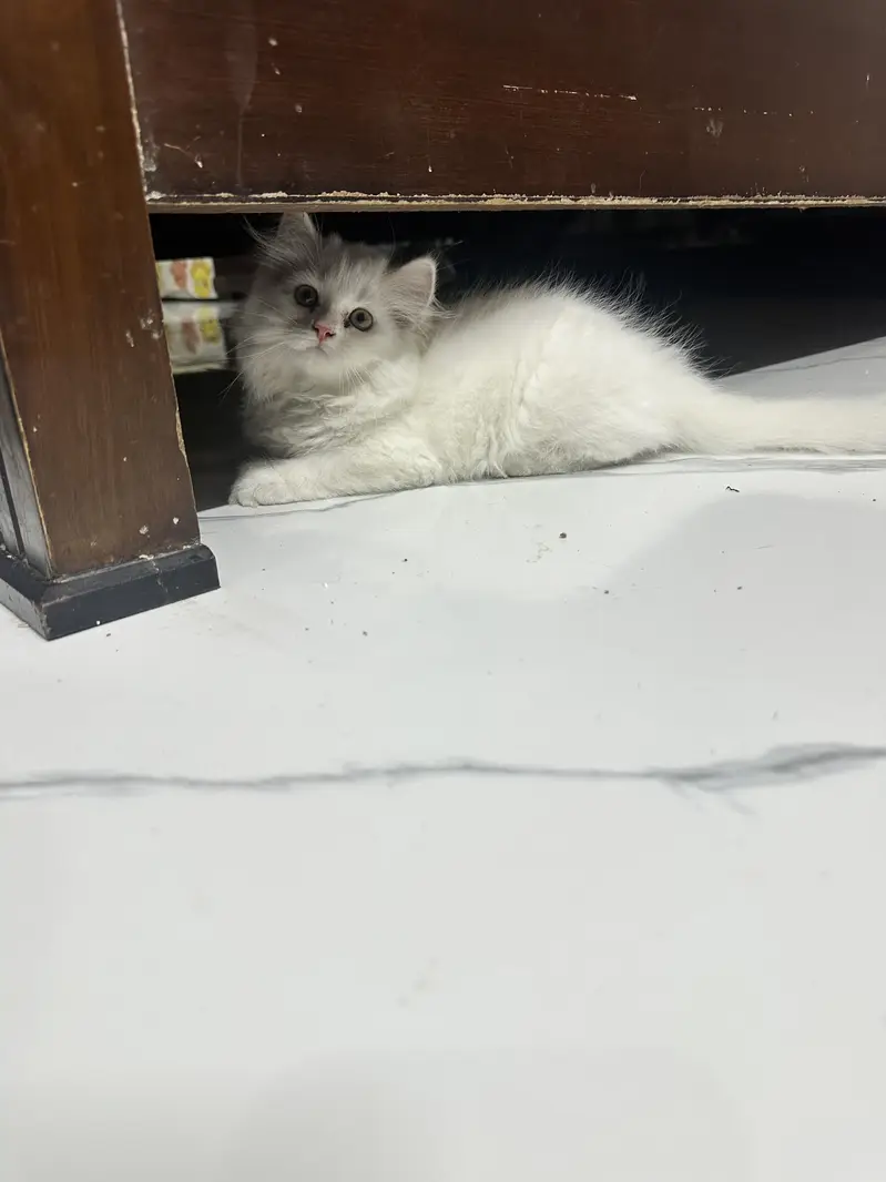 White Persian cat — photo 5