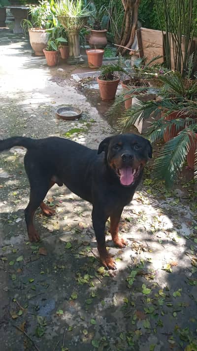 rottweiler doy sale