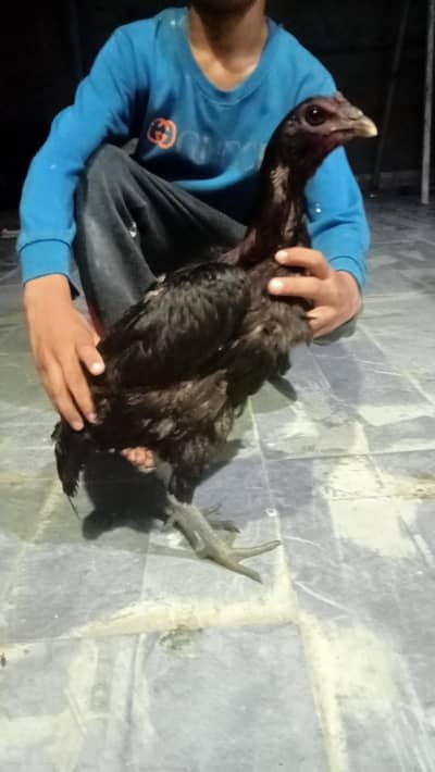 hens urgent for sale what's up no : 03057740975