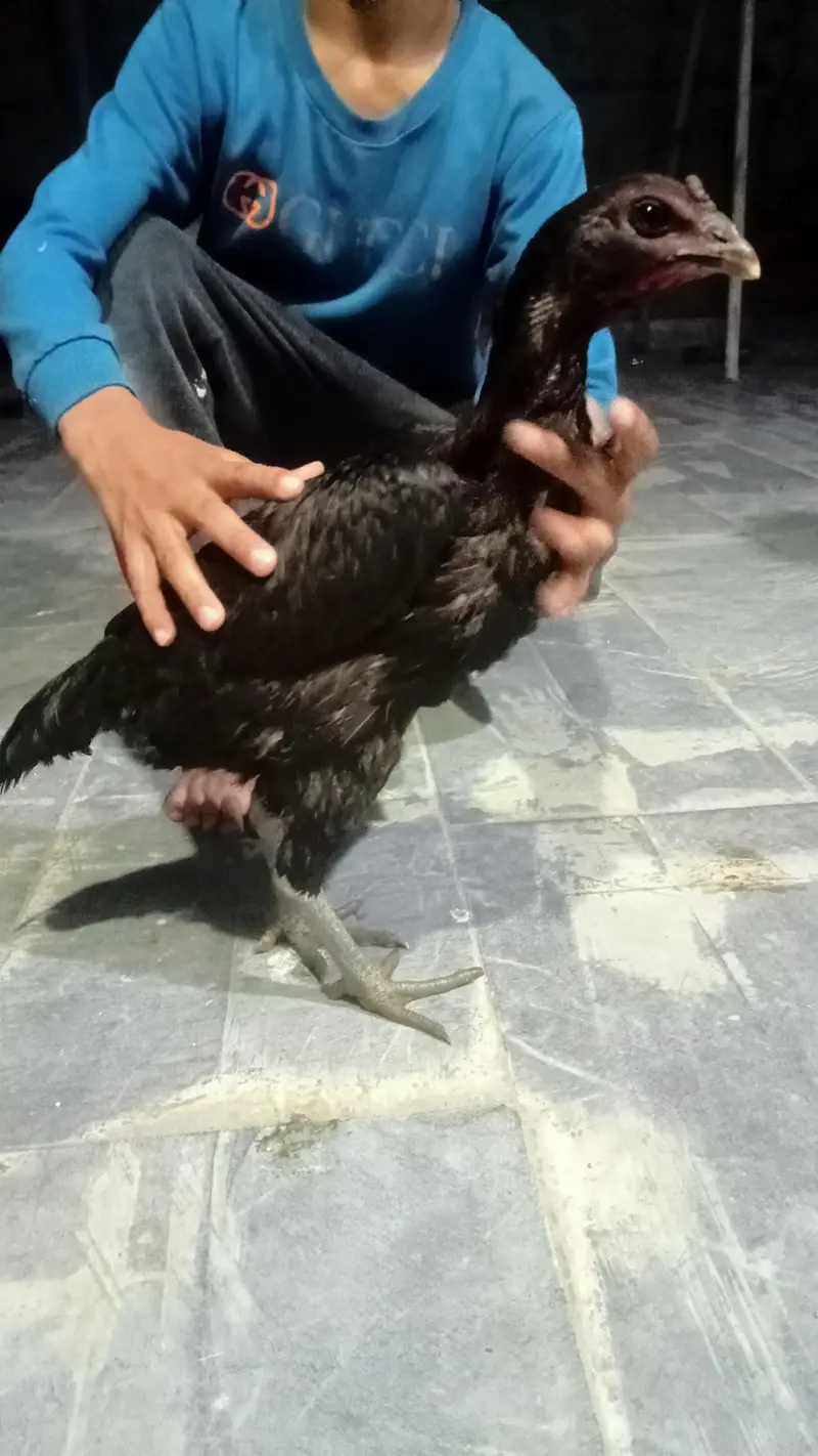 hens urgent for sale what's up no : 03057740975 — photo 2