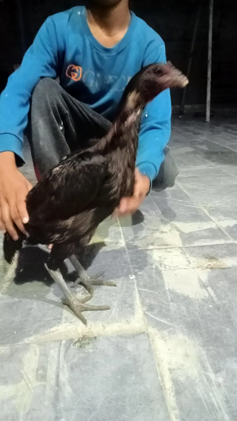 hens urgent for sale what's up no : 03057740975 — photo 3