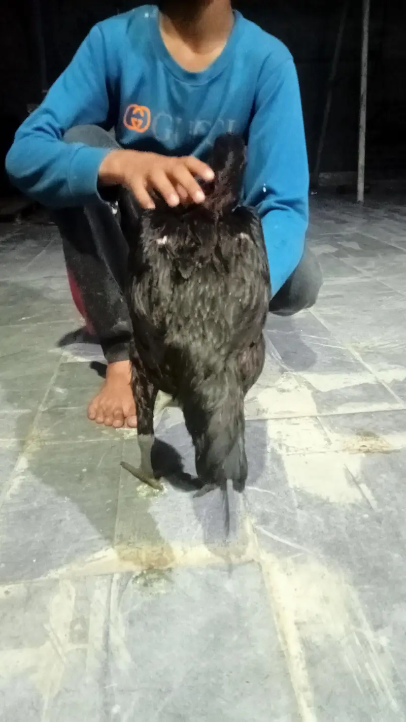 hens urgent for sale what's up no : 03057740975 — photo 4